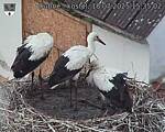 Capi_Dubne_20250718_153502.jpg