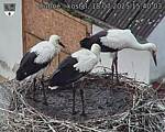 Capi_Dubne_20250718_154003.jpg