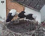 Capi_Dubne_20250718_154502.jpg