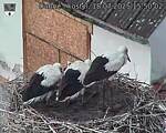 Capi_Dubne_20250718_155002.jpg