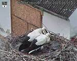 Capi_Dubne_20250718_160502.jpg