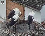 Capi_Dubne_20250718_163003.jpg