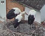 Capi_Dubne_20250718_164003.jpg