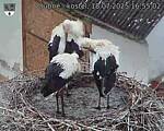 Capi_Dubne_20250718_165502.jpg