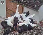 Capi_Dubne_20250718_170003.jpg