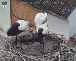 Capi_Dubne_20250718_170502.jpg