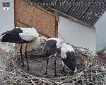 Capi_Dubne_20250718_171503.jpg
