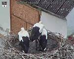 Capi_Dubne_20250718_172003.jpg