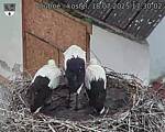 Capi_Dubne_20250718_173002.jpg