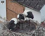Capi_Dubne_20250718_174502.jpg