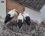 Capi_Dubne_20250718_175003.jpg
