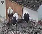 Capi_Dubne_20250718_180503.jpg