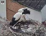 Capi_Dubne_20250718_182503.jpg