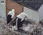 Capi_Dubne_20250718_183002.jpg