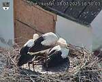 Capi_Dubne_20250718_185003.jpg