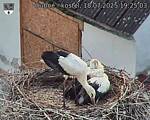 Capi_Dubne_20250718_192503.jpg