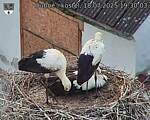Capi_Dubne_20250718_193003.jpg