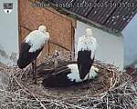 Capi_Dubne_20250718_193503.jpg