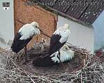 Capi_Dubne_20250718_194003.jpg