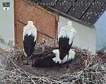 Capi_Dubne_20250718_194502.jpg