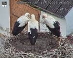 Capi_Dubne_20250718_195503.jpg