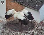 Capi_Dubne_20250718_201003.jpg