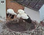 Capi_Dubne_20250718_202002.jpg