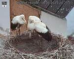 Capi_Dubne_20250718_202503.jpg