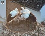 Capi_Dubne_20250718_203003.jpg