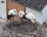Capi_Dubne_20250718_204503.jpg