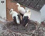 Capi_Dubne_20250718_205502.jpg
