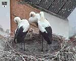 Capi_Dubne_20250718_210003.jpg