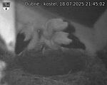 Capi_Dubne_20250718_214502.jpg