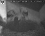 Capi_Dubne_20250718_215003.jpg