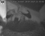 Capi_Dubne_20250718_215502.jpg