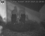 Capi_Dubne_20250718_222003.jpg