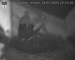 Capi_Dubne_20250718_222502.jpg