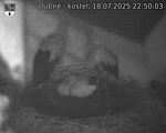Capi_Dubne_20250718_225003.jpg