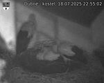 Capi_Dubne_20250718_225502.jpg