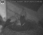 Capi_Dubne_20250718_234502.jpg