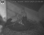 Capi_Dubne_20250718_235503.jpg