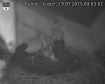Capi_Dubne_20250719_000502.jpg