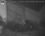 Capi_Dubne_20250719_003503.jpg