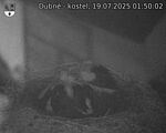 Capi_Dubne_20250719_015002.jpg