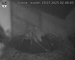 Capi_Dubne_20250719_024003.jpg