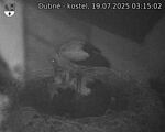 Capi_Dubne_20250719_031502.jpg