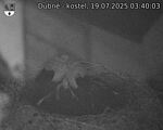 Capi_Dubne_20250719_034003.jpg