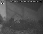 Capi_Dubne_20250719_034502.jpg