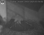 Capi_Dubne_20250719_035002.jpg