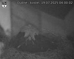 Capi_Dubne_20250719_040002.jpg